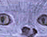 pic003