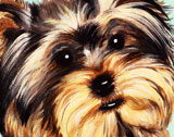 dog007