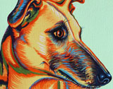 dog008